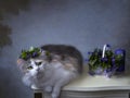 Pretty kitty on a table with bouquet of spring flowers Royalty Free Stock Photo