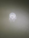 Pretty kool Jelly fish at fields landing  boat ramp Royalty Free Stock Photo