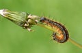 A stunning Lackey Moth Caterpillar Malacosoma neustria on a dandelion stem. Royalty Free Stock Photo