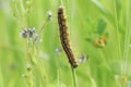A Lackey Moth Caterpillar, Malacosoma neustria, resting on a plant stem in a meadow.