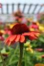 Beautiful garden filled with bright and colorful cone flowers in various hues