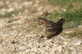 A rare Lapland Bunting, Calcarius lapponicus, a passage migrant to the UK, is feeding on seeds on a cliff.