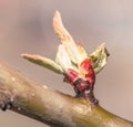 Pretty large bud on tree