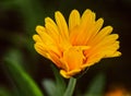 Pretty large orange marigold flower