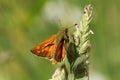 A beautiful Large Skipper Butterfly Ochlodes sylvanus perching on grass. Royalty Free Stock Photo