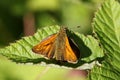 A Large Skipper Butterfly, Ochlodes sylvanus, perching on a leaf in a meadow. Royalty Free Stock Photo