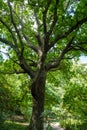 A pretty large tree with many branches found in Hampstead heath. Surrounded by beautiful green plants and trees