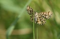 A Latticed Heath Moth, Chiasmia clathrata, perching on a blade of grass in a meadow. Royalty Free Stock Photo