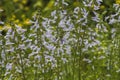 Lyreleaf Sage Wildflowers Salvia Lyrata