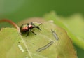 A Leaf rolling weevil, Byctiscus populi, perching on a Aspen tree leaf, Populus tremula, in woodland. Royalty Free Stock Photo