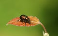 A pretty Leaf rolling weevil Byctiscus populi perching on a leaf. Royalty Free Stock Photo