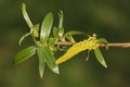 The leaves and flower of a White Weeping or Weeping Willow Tree, Salix alba, growing at the edge of water in spring. Royalty Free Stock Photo