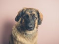 Pretty Leonberger dog against pink Royalty Free Stock Photo