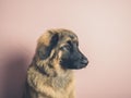 Pretty Leonberger dog against pink Royalty Free Stock Photo