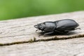 A pretty Lesser Stag Beetle Dorcus parallelipipedus perchng on a log in a wooded area. Royalty Free Stock Photo