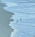 Blue ocean birds waves beach Royalty Free Stock Photo