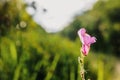 Pretty lilac flower backlit on a green background out of focus with copy space