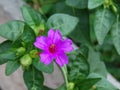 Pretty lilac flower surrounded by green leaves