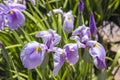 Pretty lilac Japanese water iris flowers. Royalty Free Stock Photo