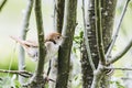 Little beige and brown bird perched on the branch of a tree Royalty Free Stock Photo