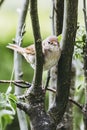 Little beige and brown bird perched on the branch of a tree Royalty Free Stock Photo
