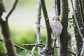 Little beige and brown bird perched on the branch of a tree Royalty Free Stock Photo