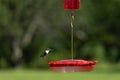 Side angle view of female ruby-throated hummingbird coming in for a landing Royalty Free Stock Photo