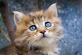 Pretty little blue eyes street cat. Close up shoot of kitten face. Tabby street cats and lifestyle concept Royalty Free Stock Photo