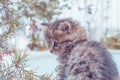 Pretty little blue eyes street cat. Close up shoot of kitten face. Tabby street cats and lifestyle concept Royalty Free Stock Photo