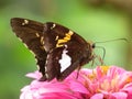 Pretty Little Butterfly on a Zinnia Flower Royalty Free Stock Photo