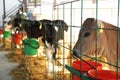 Pretty little calf in cage on farm, closeup. Animal husbandry Royalty Free Stock Photo