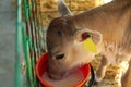 Pretty little calf drink milk from bucket on farm, closeup. Animal husbandry Royalty Free Stock Photo