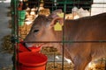 Pretty little calf drinking water on farm. Animal husbandry Royalty Free Stock Photo