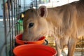 Pretty little calf eating from bucket on farm, closeup. Animal husbandry Royalty Free Stock Photo