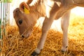 Pretty little calf eating hay on farm. Animal husbandry Royalty Free Stock Photo