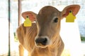 Pretty little calf on farm, closeup. Animal husbandry Royalty Free Stock Photo