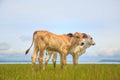 Pretty little calf standing alone in green pasture Royalty Free Stock Photo