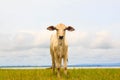 Pretty little calf standing alone in green pasture Royalty Free Stock Photo