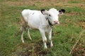 Pretty little calf Royalty Free Stock Photo