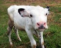 Pretty little calf Royalty Free Stock Photo