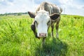 Pretty little calf standing alone in green pasture. Calf cow portrait. Cow calf in nature Royalty Free Stock Photo