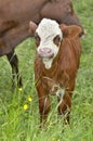 Little calf white and brown in grass