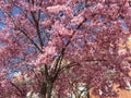 Pretty Little Cherry Blossoms of Spring Royalty Free Stock Photo