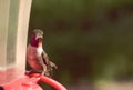 Pretty Little Colorful Hummingbird Feeding At Feeder