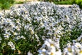 Pretty little daisies Royalty Free Stock Photo