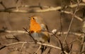 Pretty little Eurasian Robin perching on a branch and singing in a tree Royalty Free Stock Photo