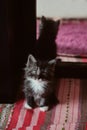 Cute gray kitten on white background Royalty Free Stock Photo