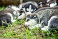 Pretty little husky puppies outdoor in the garden