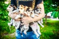 Pretty little husky puppy outdoor in hands