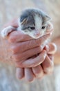Pretty little kitten in human hand close-up. Love animals and and adopt cat concept Royalty Free Stock Photo
